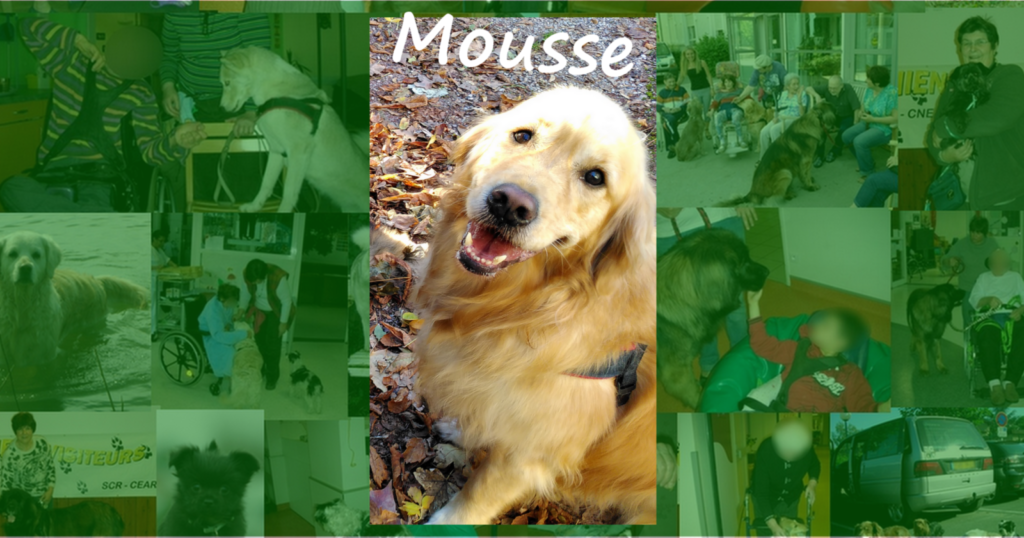 Le chien visiteur Mousse (Golden Retriever). Un chien visiteur, Golden Retriever, dont le nom est Mousse