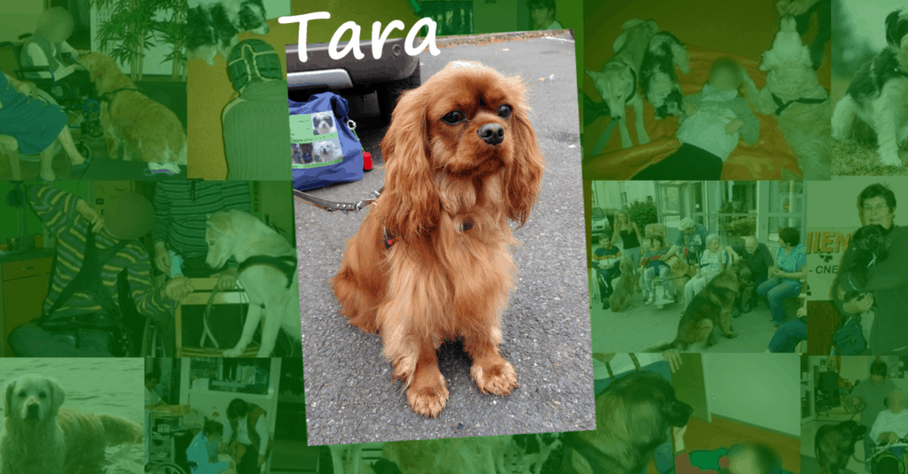 une chien visiteur Cavalier king Charles