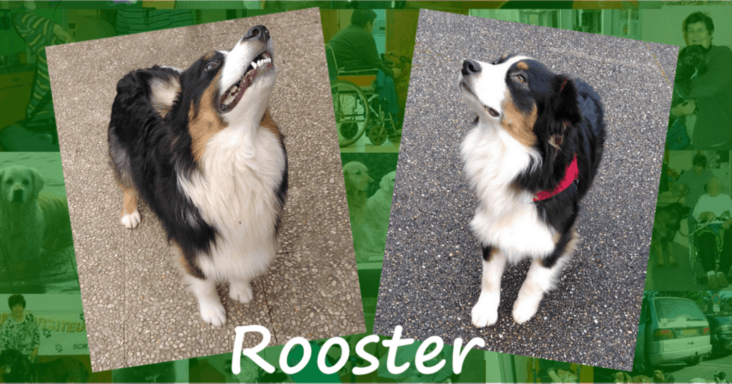 un chien visiteur de race berger australien.