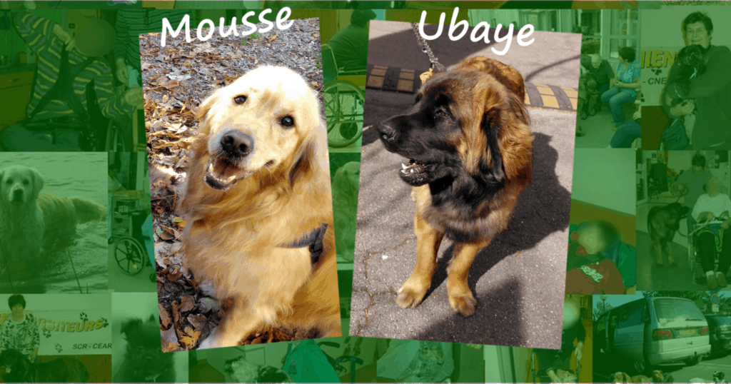 Les chiens visiteurs Mousse (Golden retriever) et Ubaye (Leonberg). Deux chiens visiteurs, un Golden retriever et un Leonberg.