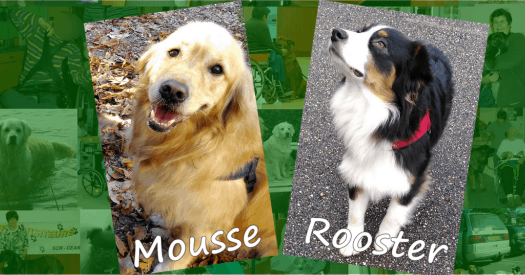 Les chiens visiteurs Mousse (Golden Retriever) et Rooster (berger australien) Deux chiens visiteurs, un Golden Retriever et un berger australien