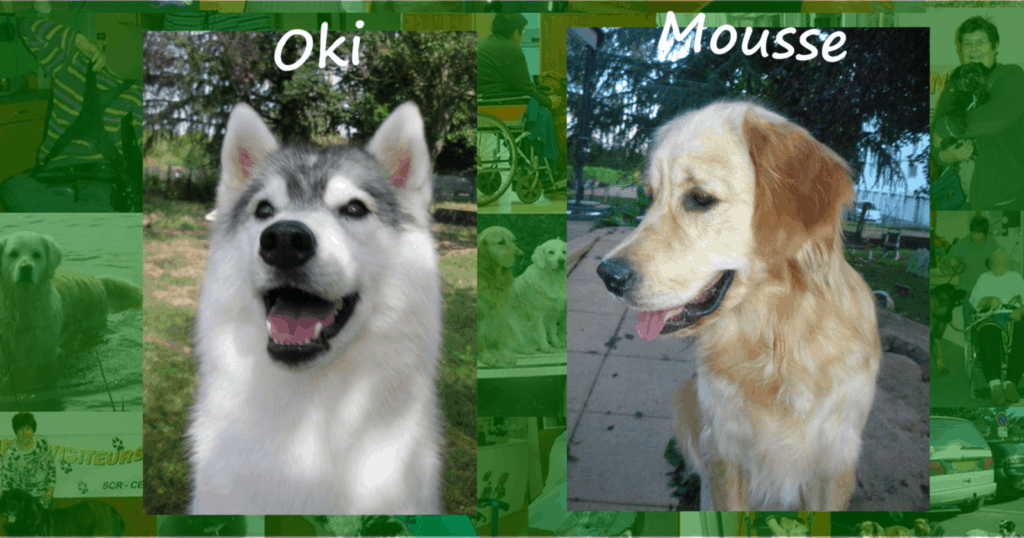 Des chiens visiteurs, un Husky et un Golden retriever)