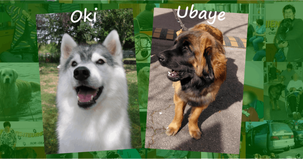 Deux chiens visiteurs, un Husky et un Leonberg