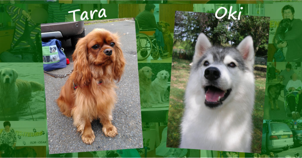 Deux chiens visiteurs un Cavalier king Charles et un Husky.