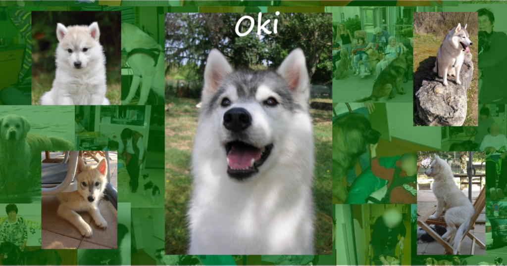 photos  d'un husy chien visiteur à différentes étapes de sa vie