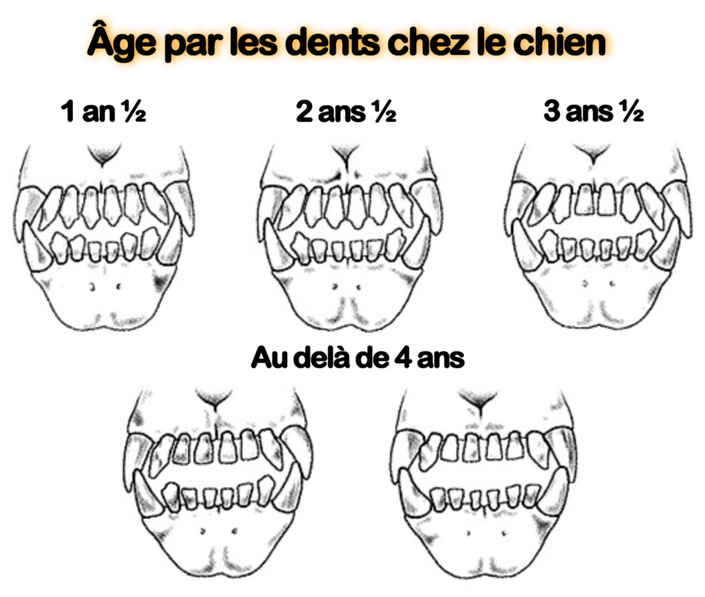schéma pour trouver l'âge des chiens par les dents Anatomie du chien : Voici un schéma simplifié pour estimer l'âge d'un chien en fonction de sa dentition. La dentition définitive de l’adulte comprend 42 dents