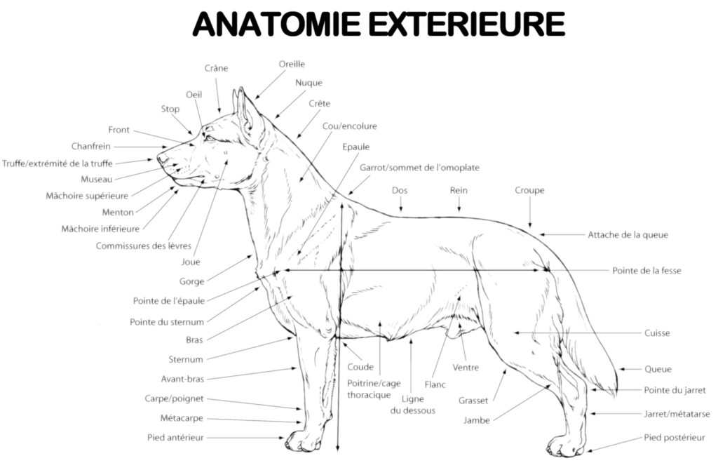 dessin de l'anatomie extérieure du chien