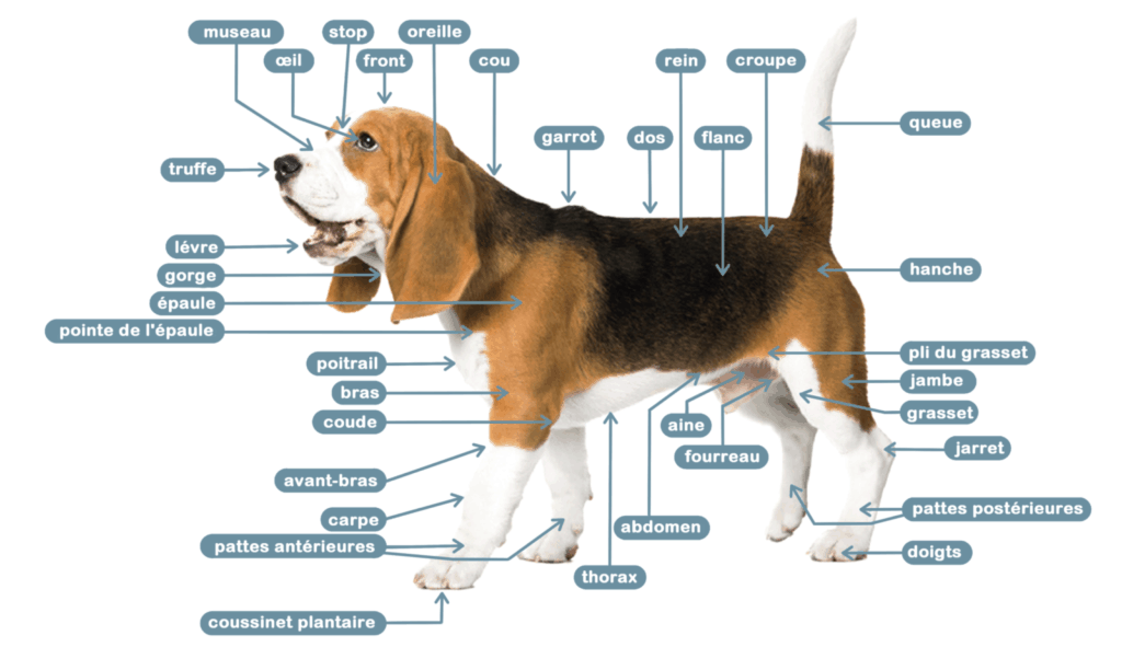 anatomie externe d'un chien. L'anatomie externe du chien comporte plusieurs régions : Tête, Encolure, Avant-Train, Corps, Arrière-Train, Croupe, Croupe, Queue: 