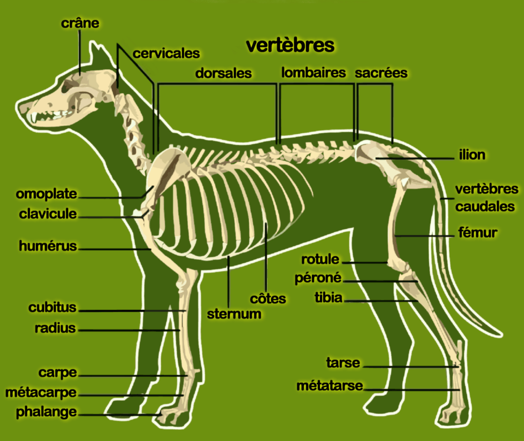 dessin squelette du chien