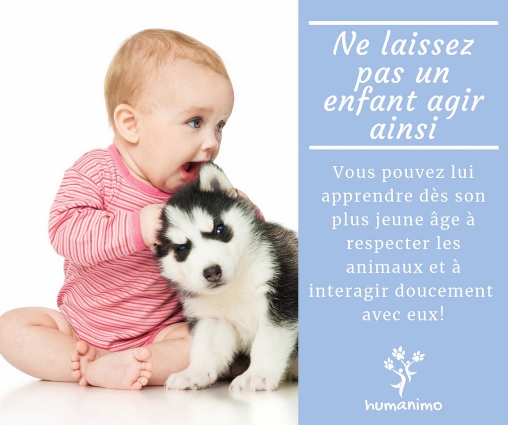 Affiche de prévention Humanimo: Ne laissez pas un enfant agir ainsi, apprenez dès son plus jeune âge à un enfant à respecter les animaux et interagir avec eux