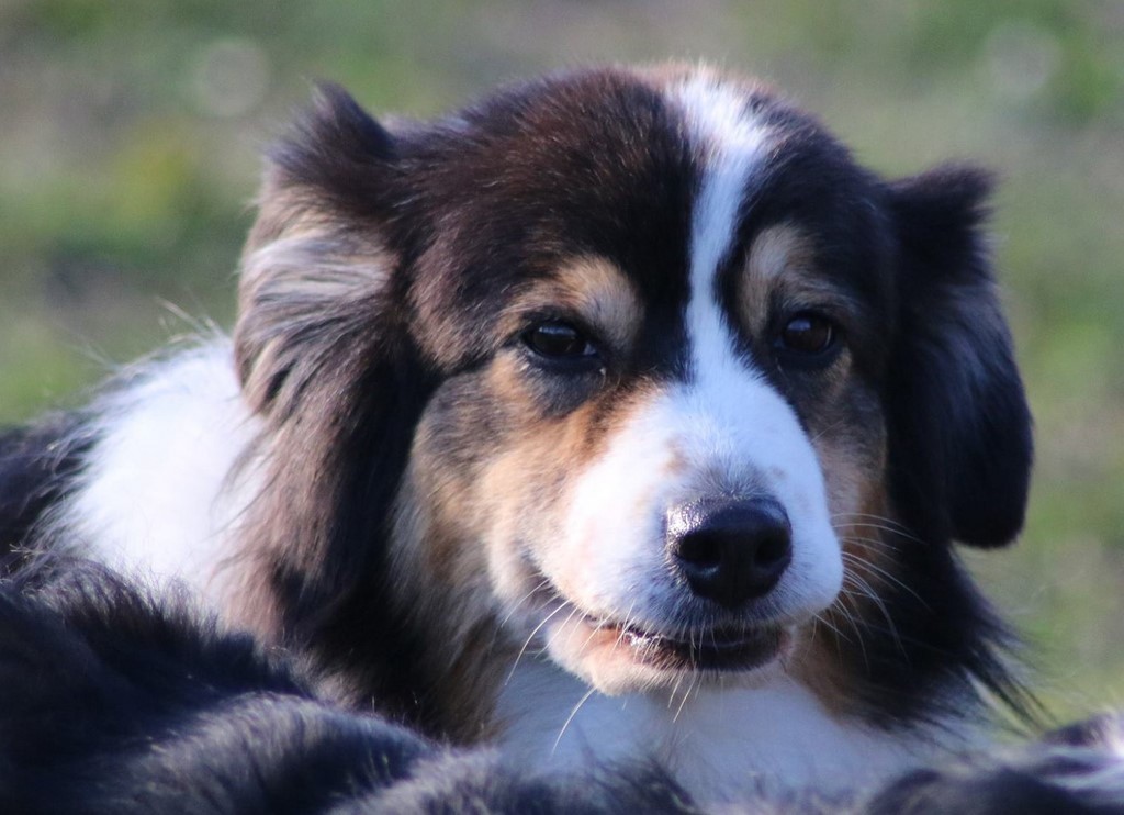 Berger australien 181102_1