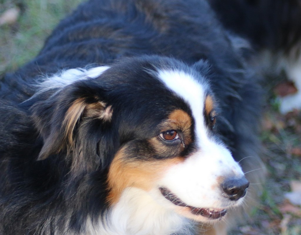 Berger australien 181102_11