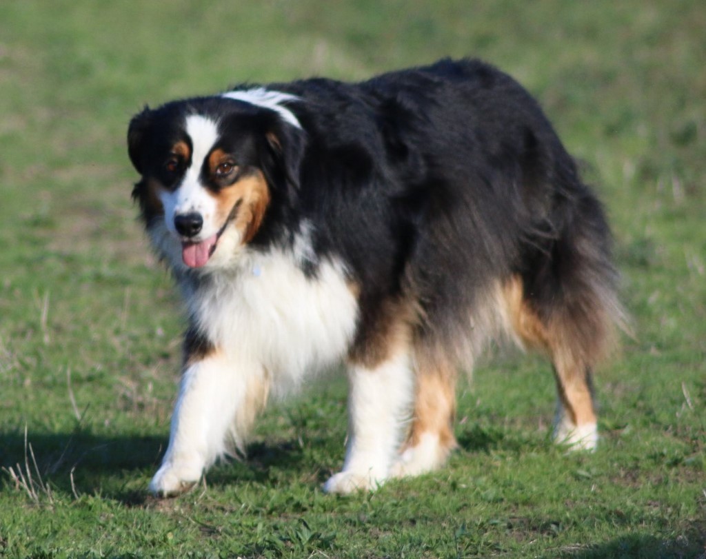 Berger australien 181102_12