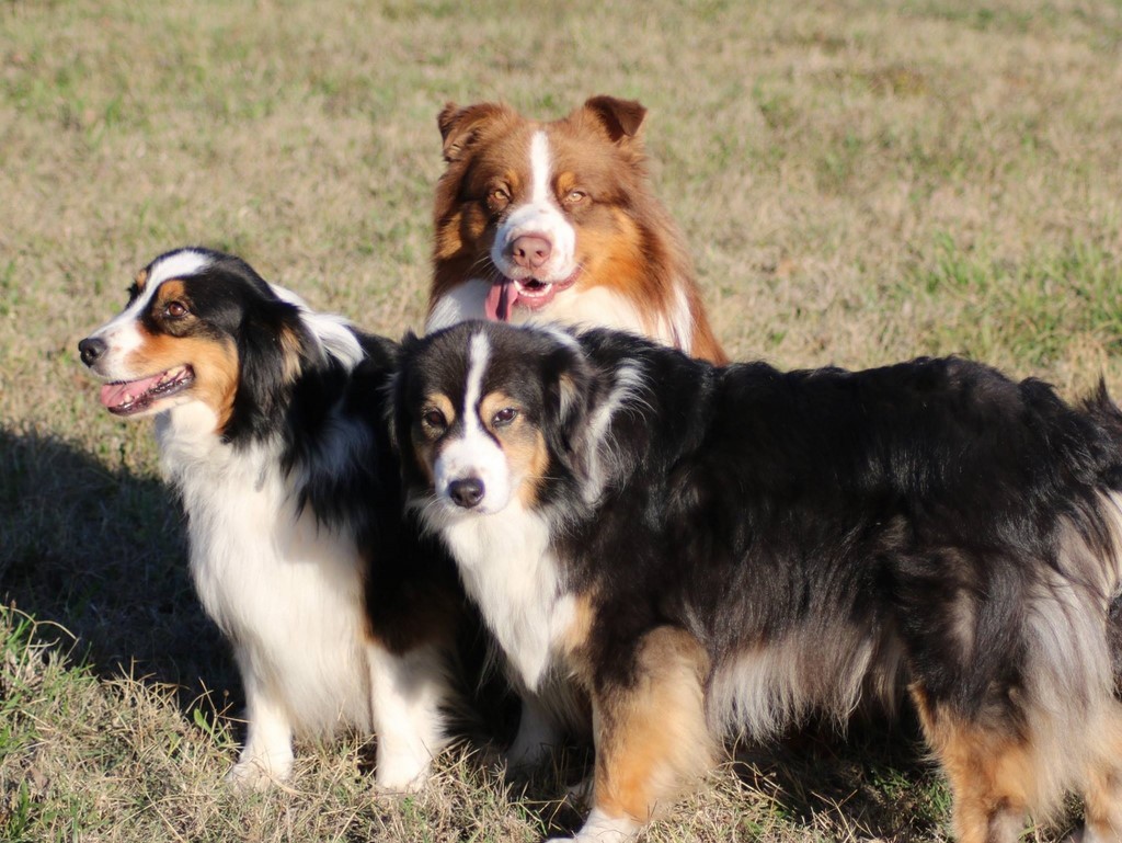 Berger australien 181102_15