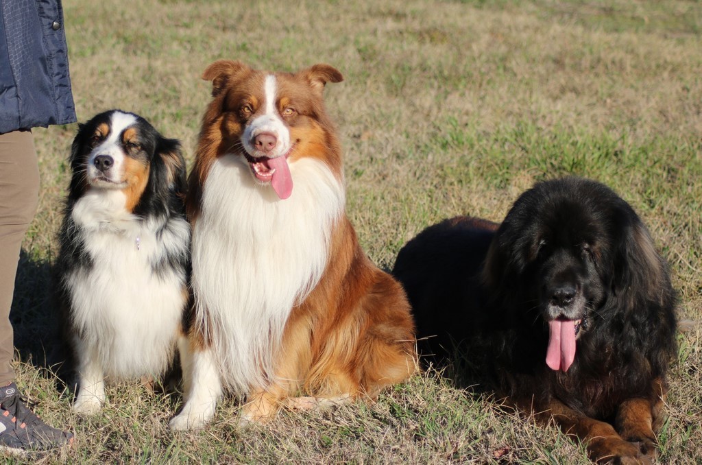 Berger australien 181102_16