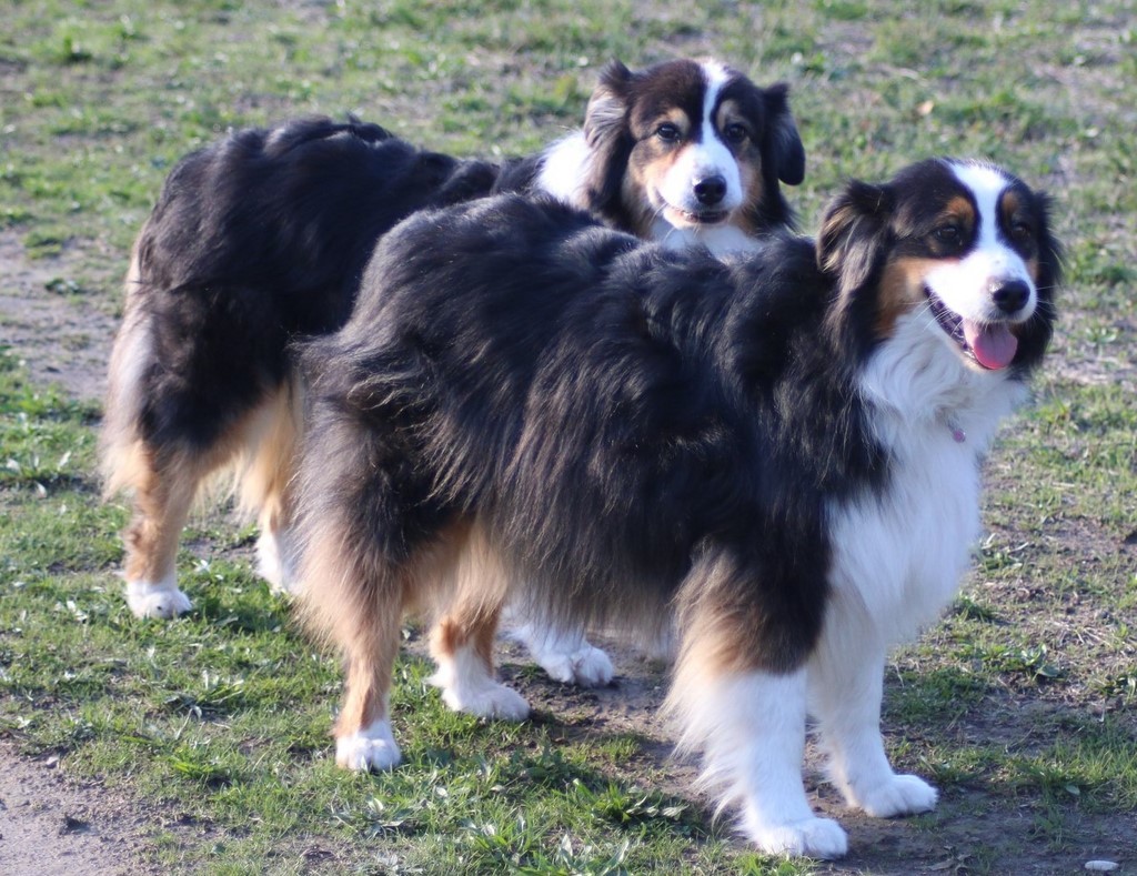 Berger australien 181102_2