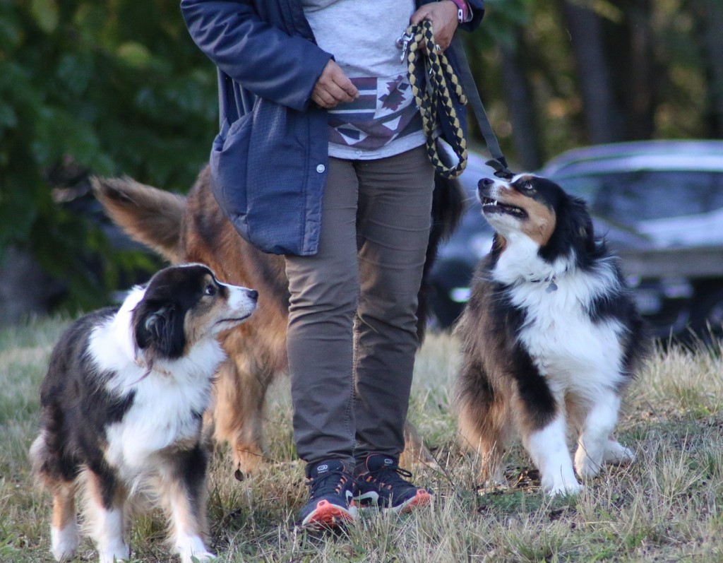 Berger australien 181102_3