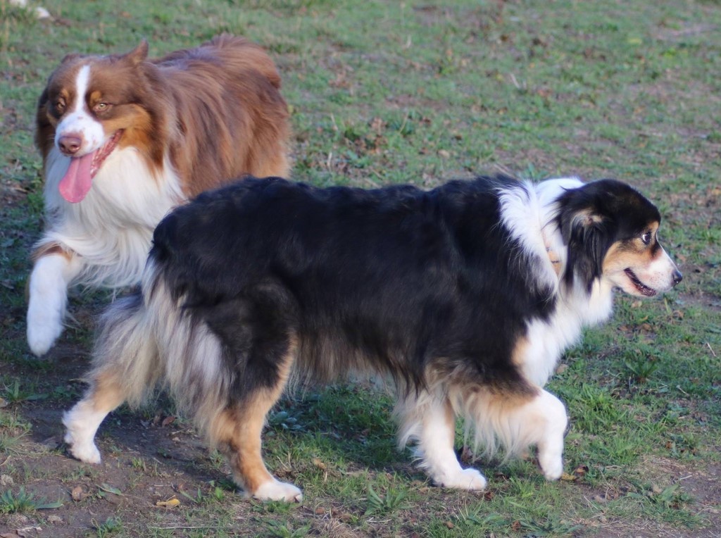 Berger australien 181102_6