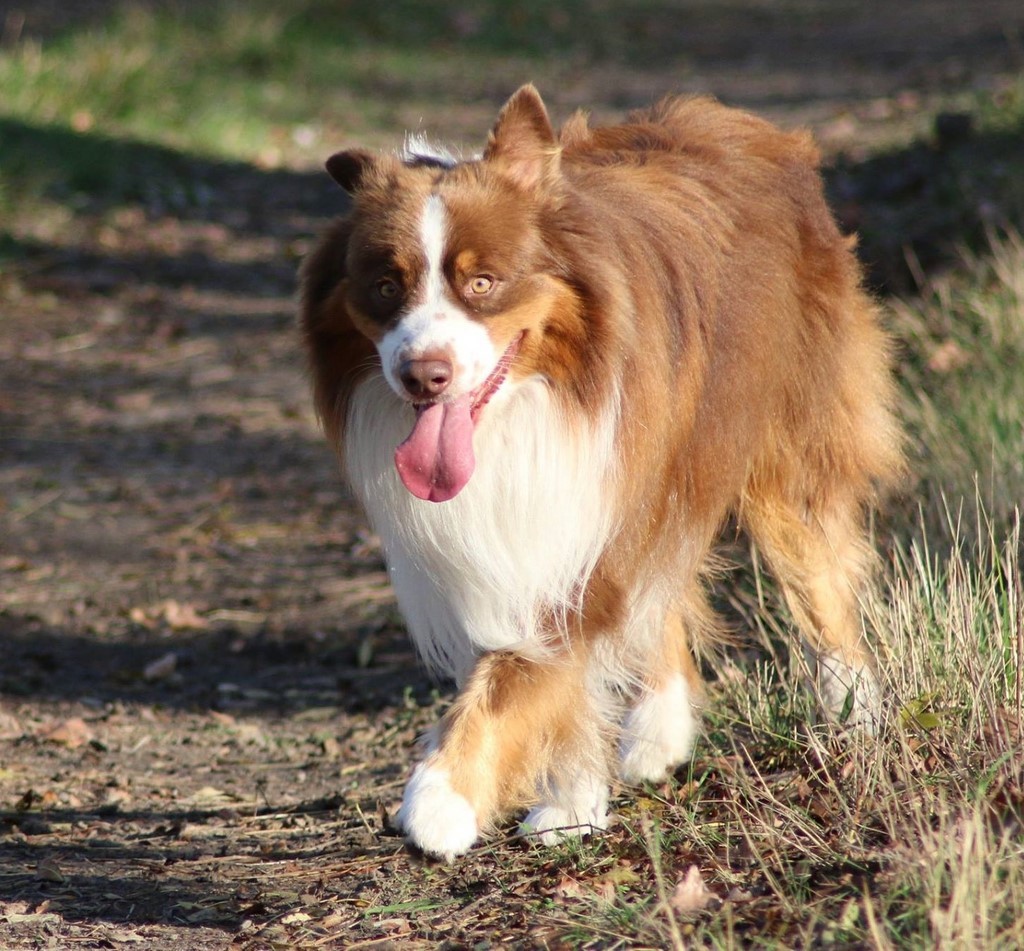 Berger australien 181102_9