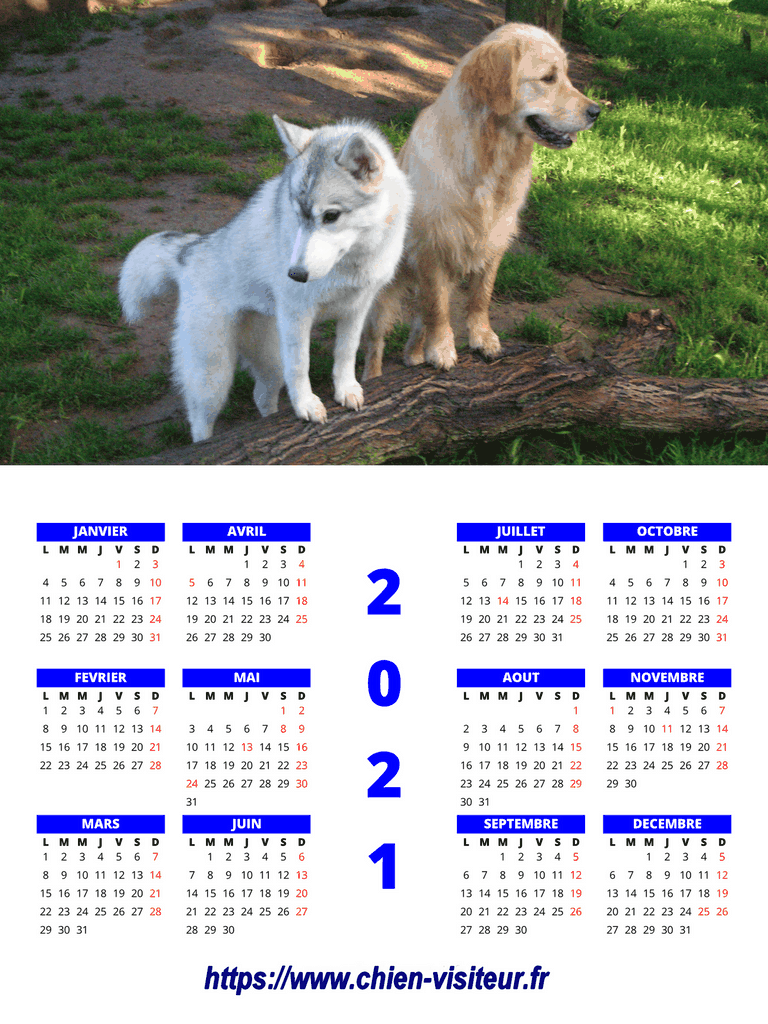 calendrier chien visiteur 2021