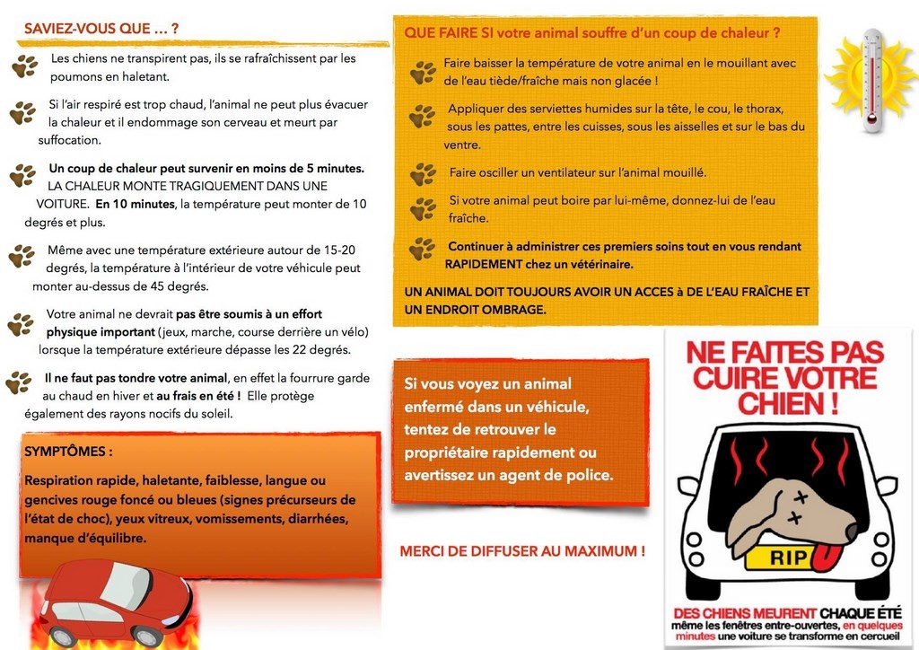 Les chiens ne transpirent pas, ils se rafraîchissent par les poumons en haletant. Si l’air respiré est trop chaud le chien peut mourir par  suffocation