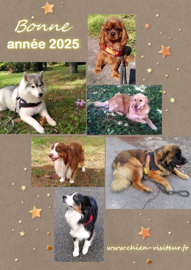 image : notre carte de vœux. Les chiens visiteurs Tara, Oki, Mousse, Jazz, Ubaye et Rooster vous vous souhaitent une une excellente année 2025 pleine de joie