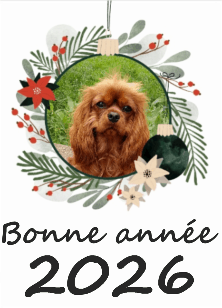 image : notre carte de vœux. Le chien visiteur Tara vous souhaite une excellente année 2026 pleine de joie