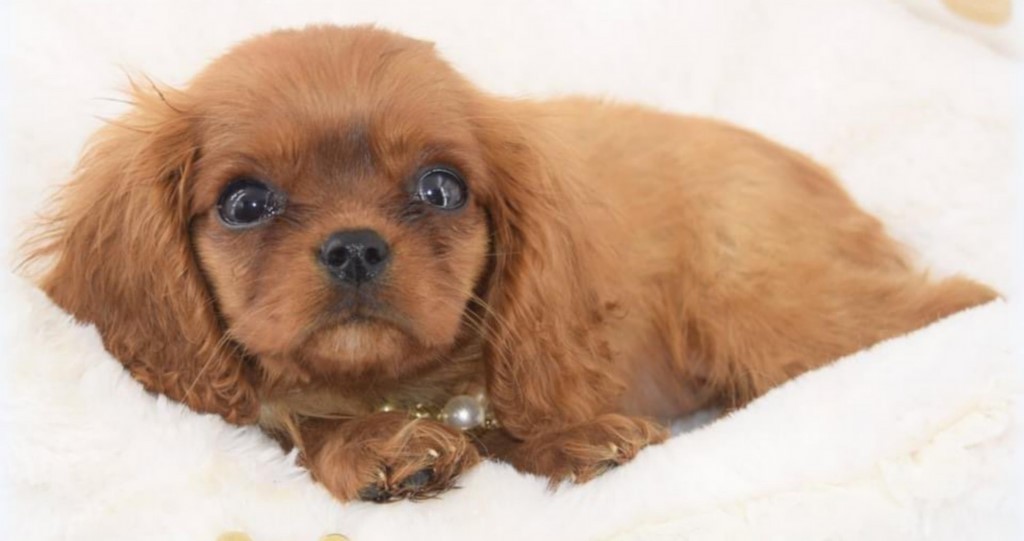 Chien visiteur, chiot Cavalier King Charles Spaniel couché