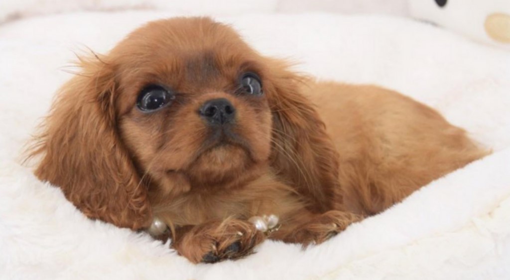 Chien visiteur, chiot Cavalier King Charles Spaniel couché tête tourné à gauche