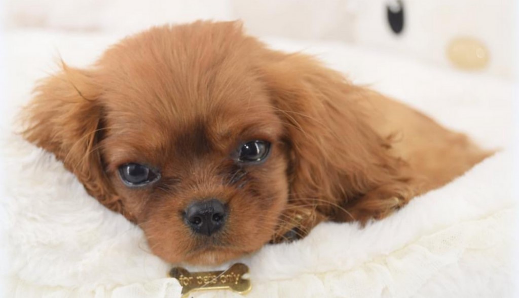 Chien visiteur, chiot Cavalier King Charles Spaniel couché regarde le photographe