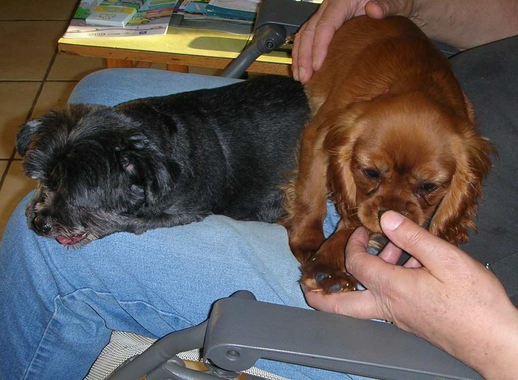 Chien visiteur, 2 chiens couchés sur les genoux de leur maître