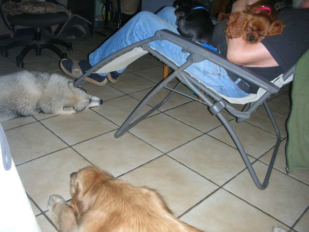 Chien visiteur, 4 chiens couchés près de leur maître