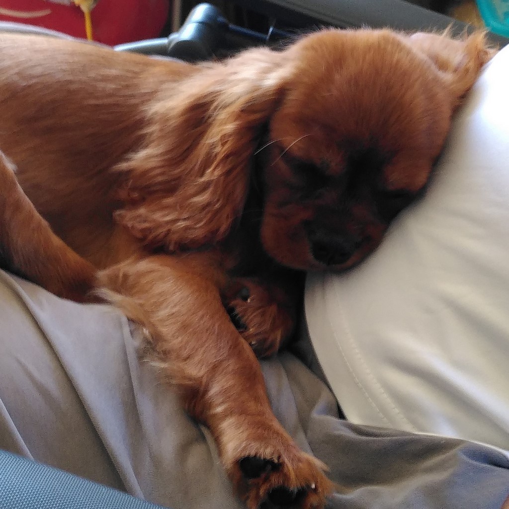 un chiot Cavalier King Charles Spaniel dort sur une personne