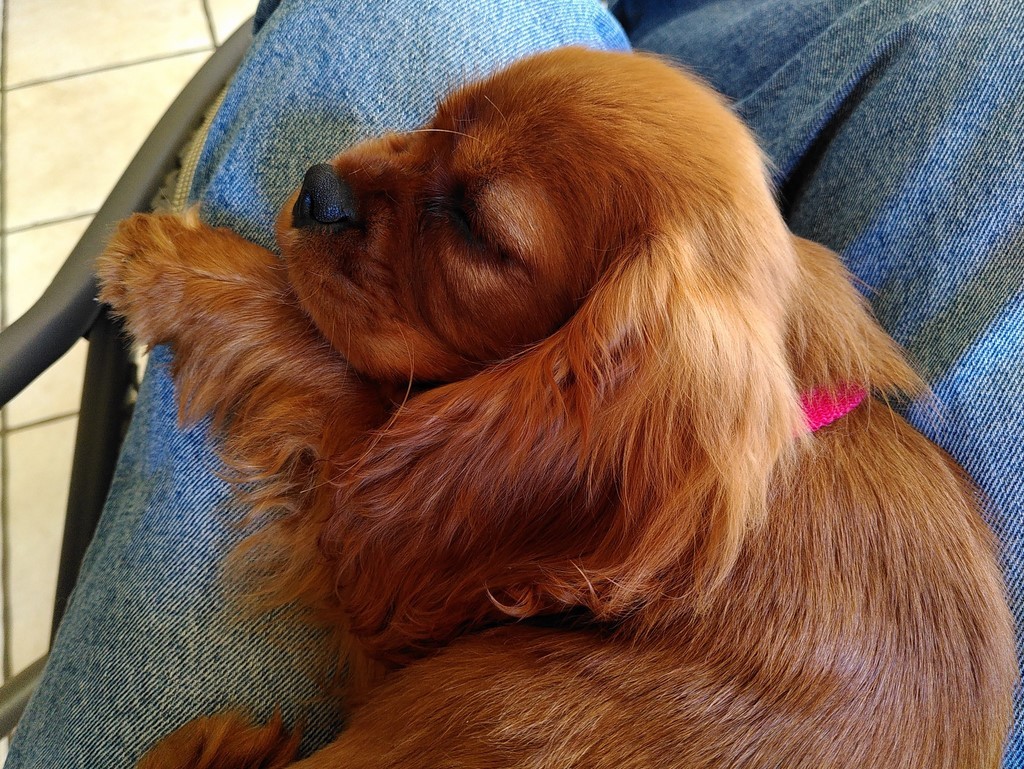 un chiot Cavalier King Charles Spaniel dort sur les genoux d'une personne