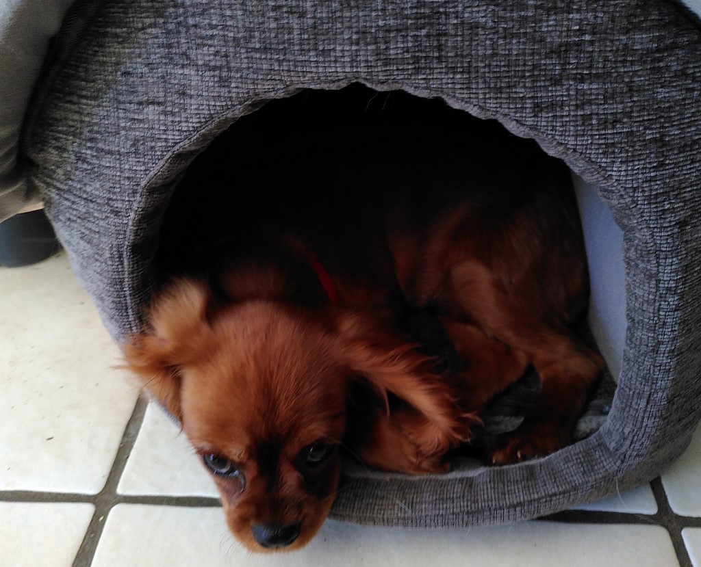 un chiot Cavalier King Charles dans une niche en tissu