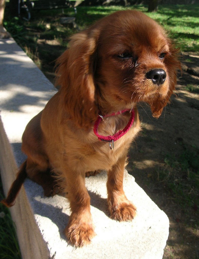 un chiot Cavalier King Charles Spaniel sur un muret regarde au loin