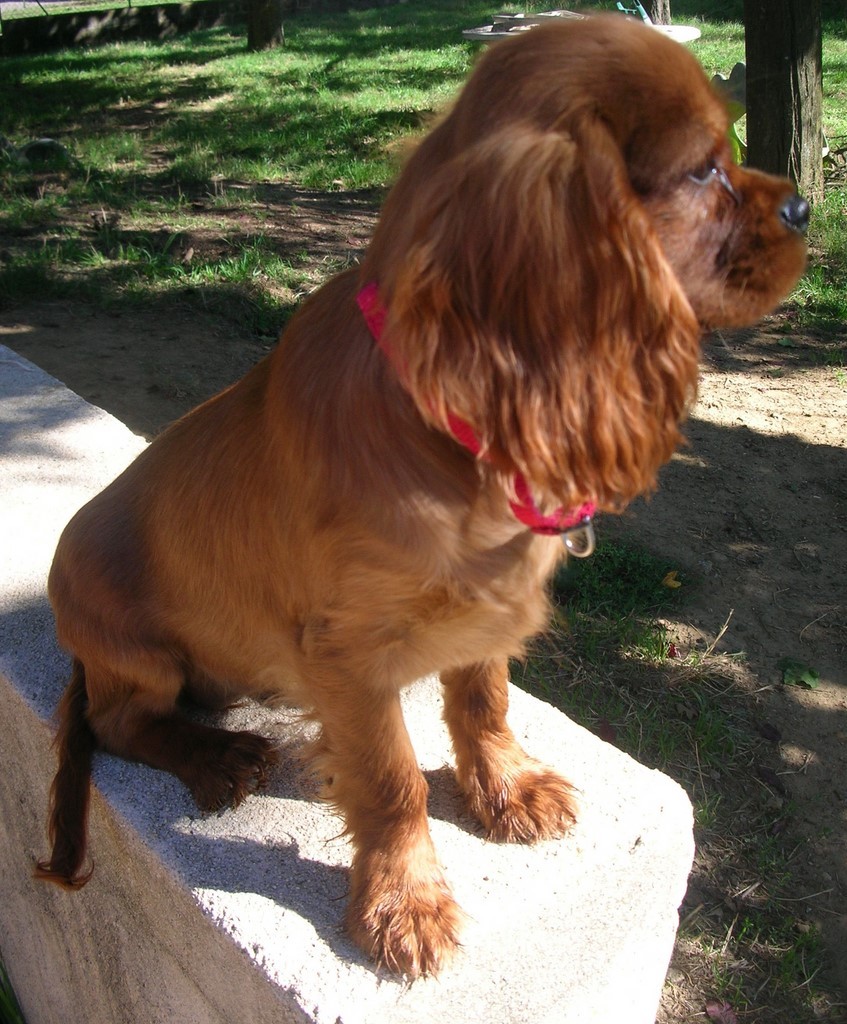 un chiot Cavalier King Charles Spaniel sur un muret regarà gauche