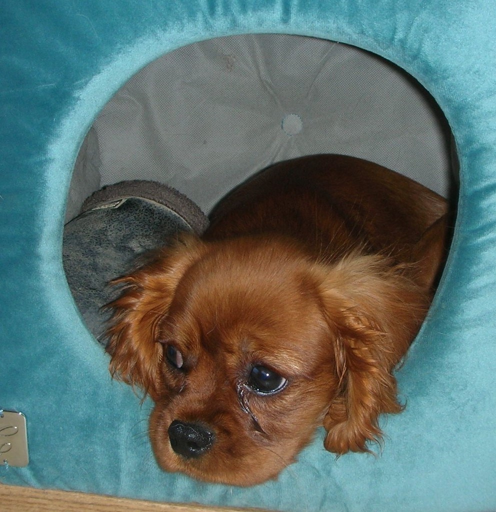 un chiot Cavalier King Charles Spaniel dans un cube en tissu
