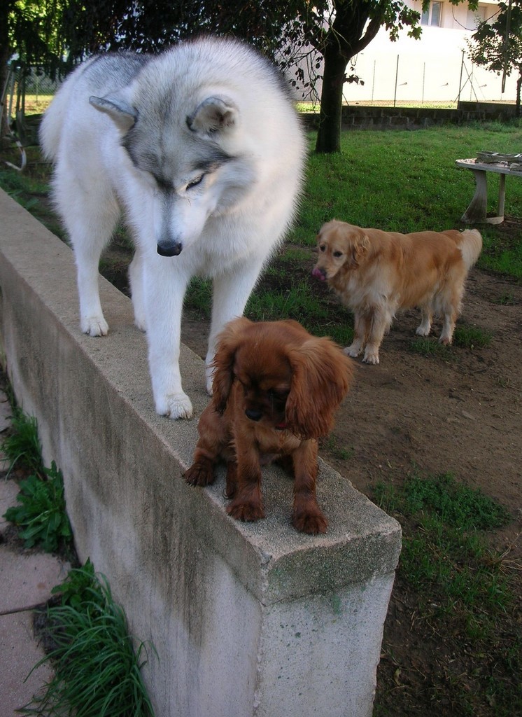un chiot Cavalier King Charles et husky sur un muret