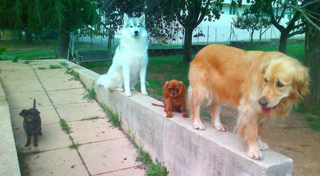 Sur un muret, un Husky sibérien est assis en arrière, un Cavalier King Charles au centre, un Golden Retriever devant. Un petit chien noir est debout au sol.