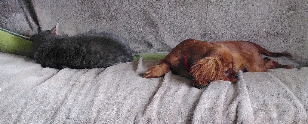 un chien visiteur, cavalier-king-charles, sur un canapé à côté d'une chatte