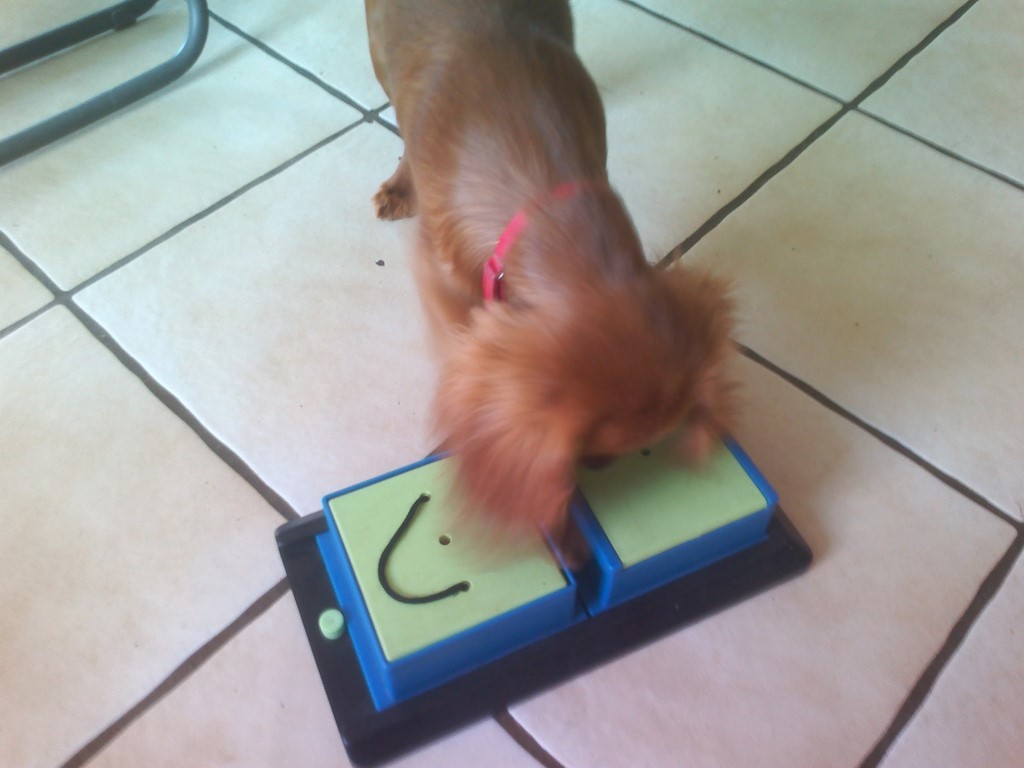 chien visiteur cavalier-king-charles qui découvre un jeu de stratégie pour chien