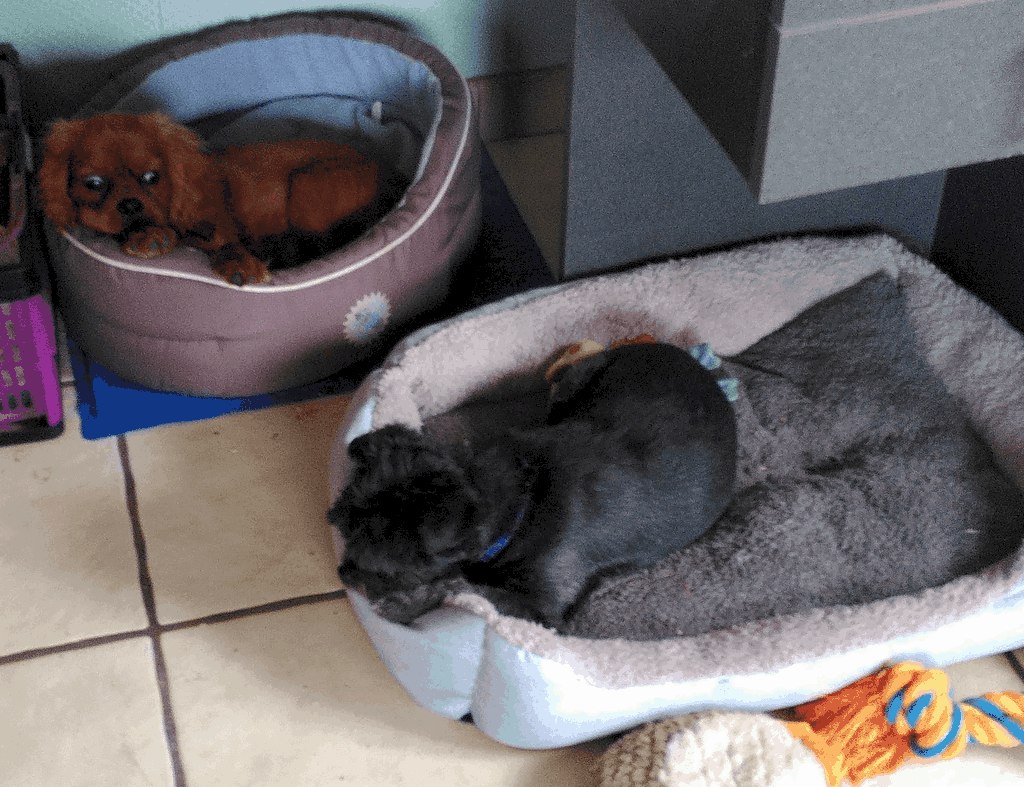 cavalier-king-charles ans un panier