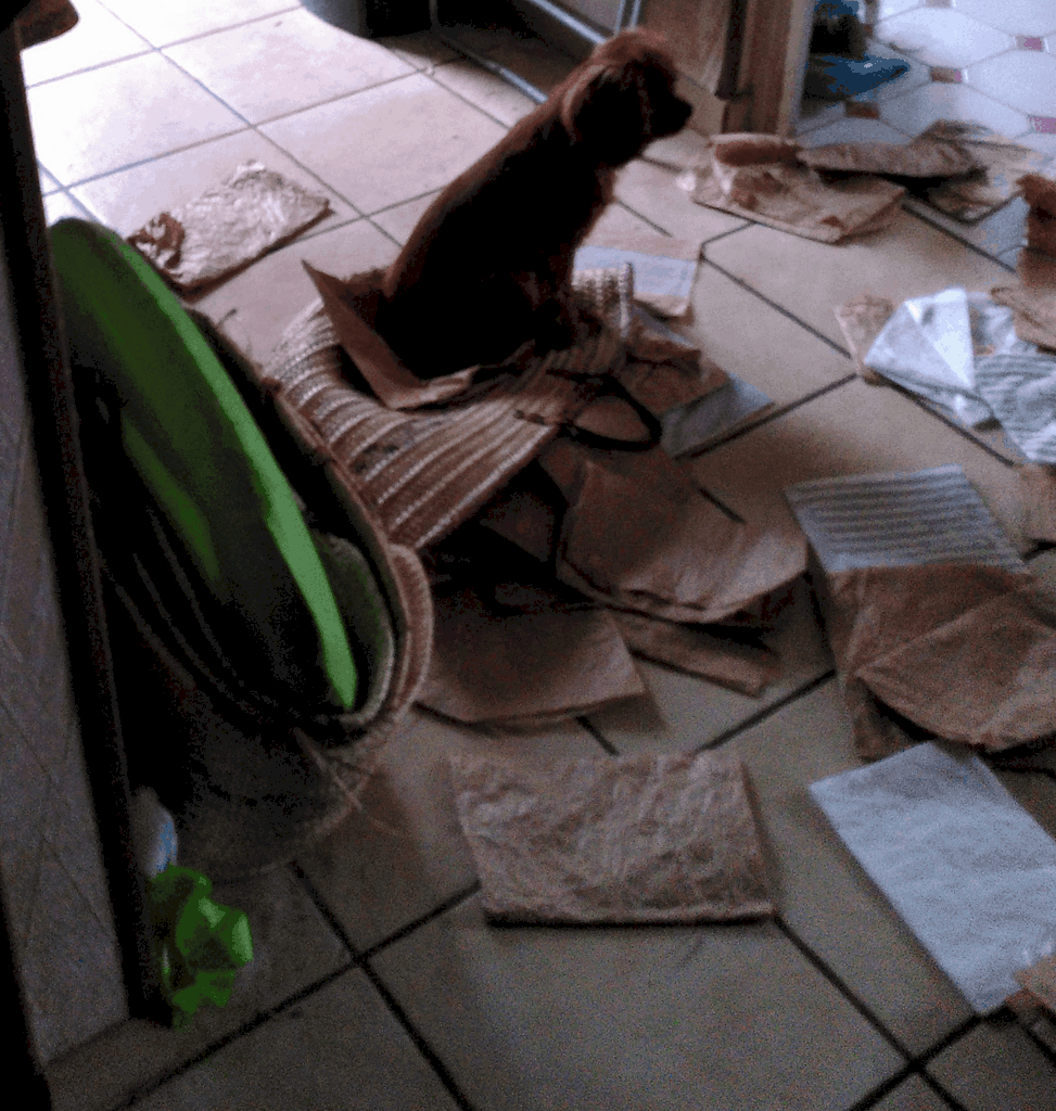 cavalier king charles qui joue à vider un panier de ses sacs en papier