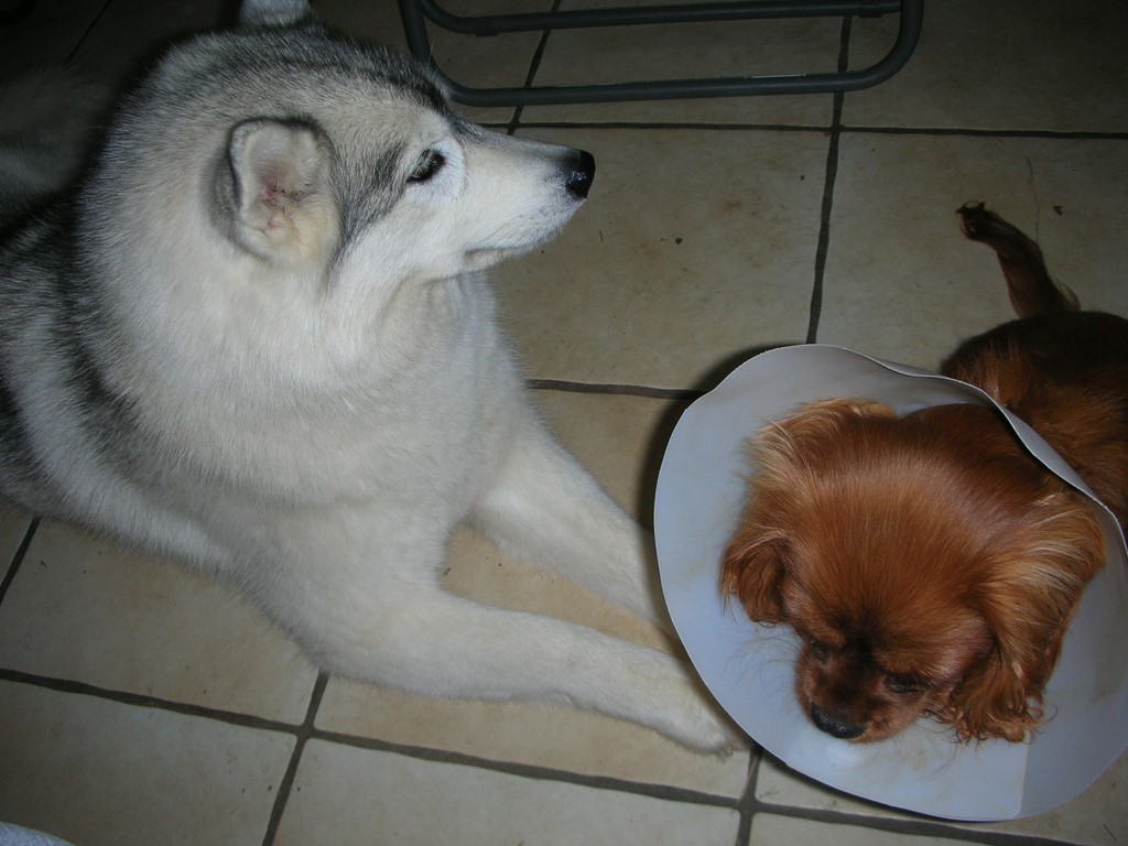 Cavalier King Charles Spaniel  avec une collorette et un sibérian husky