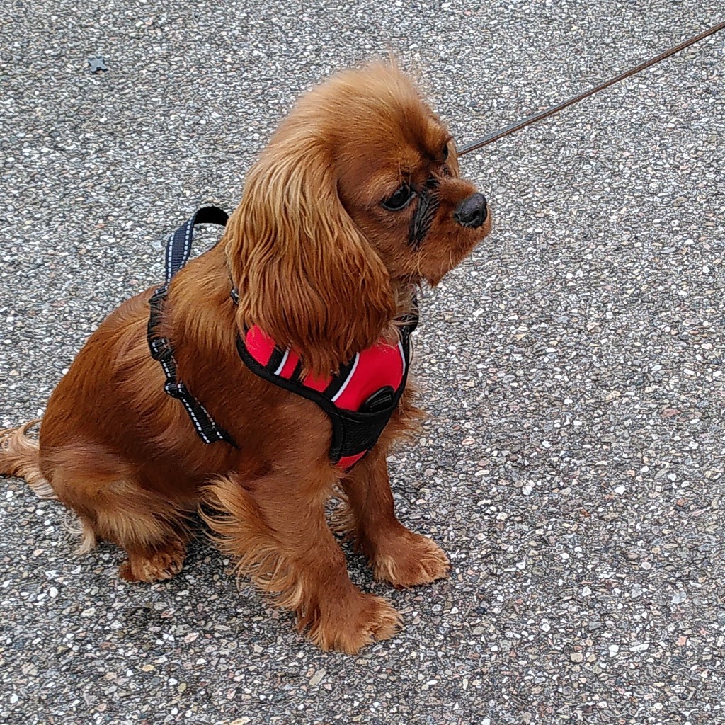 Cavalier King Charles Spaniel avec un harnais neuf