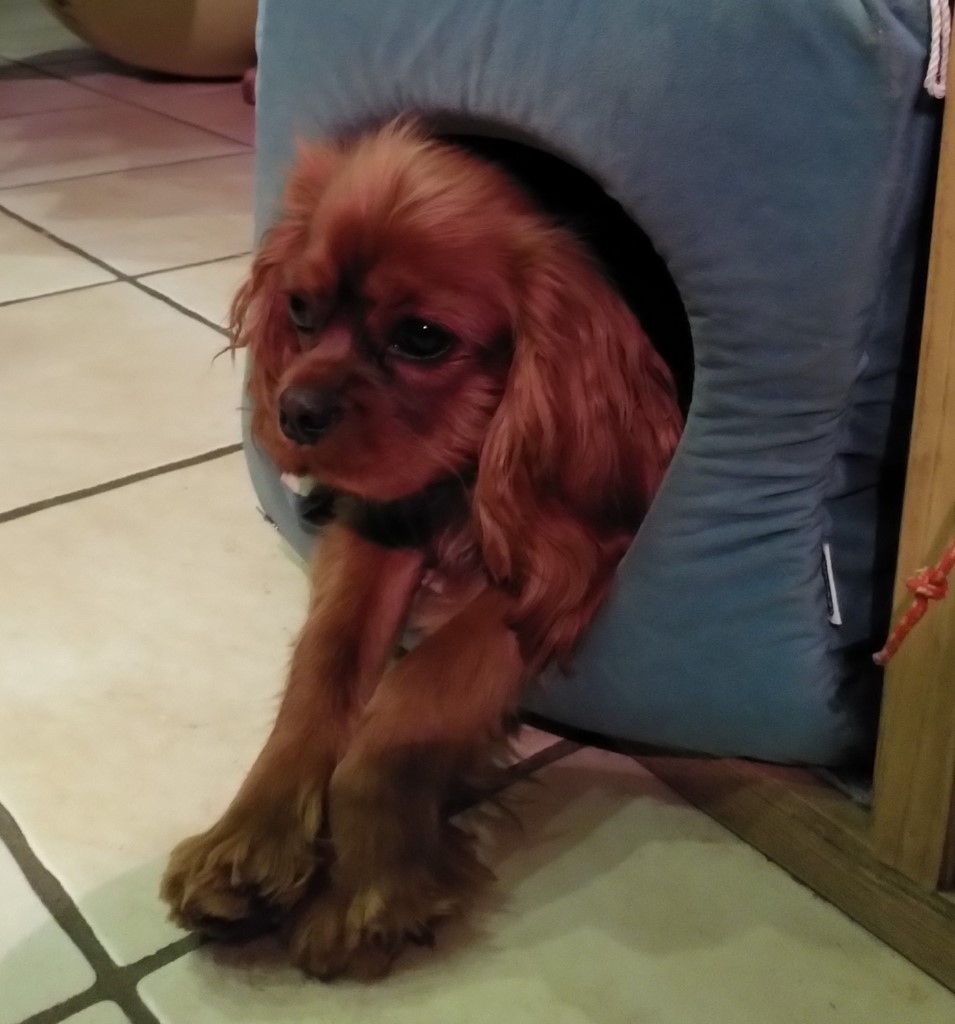 Cavalier King Charles Spaniel dans un cube