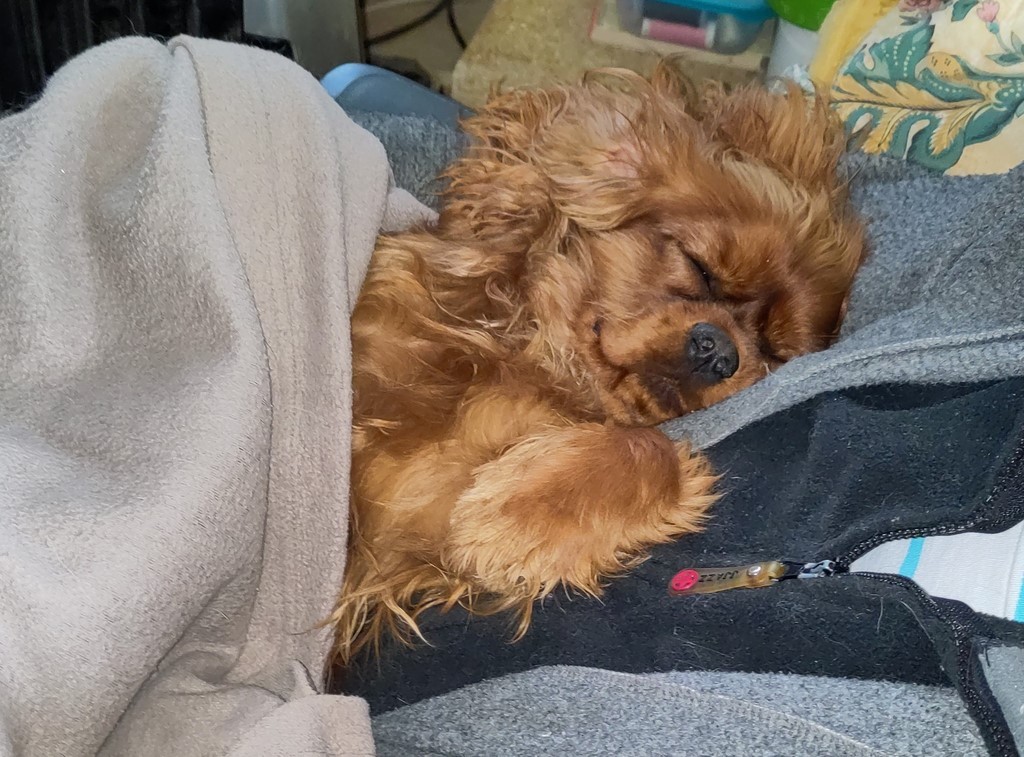 cavalier-king-charles dort sur sa maitresse