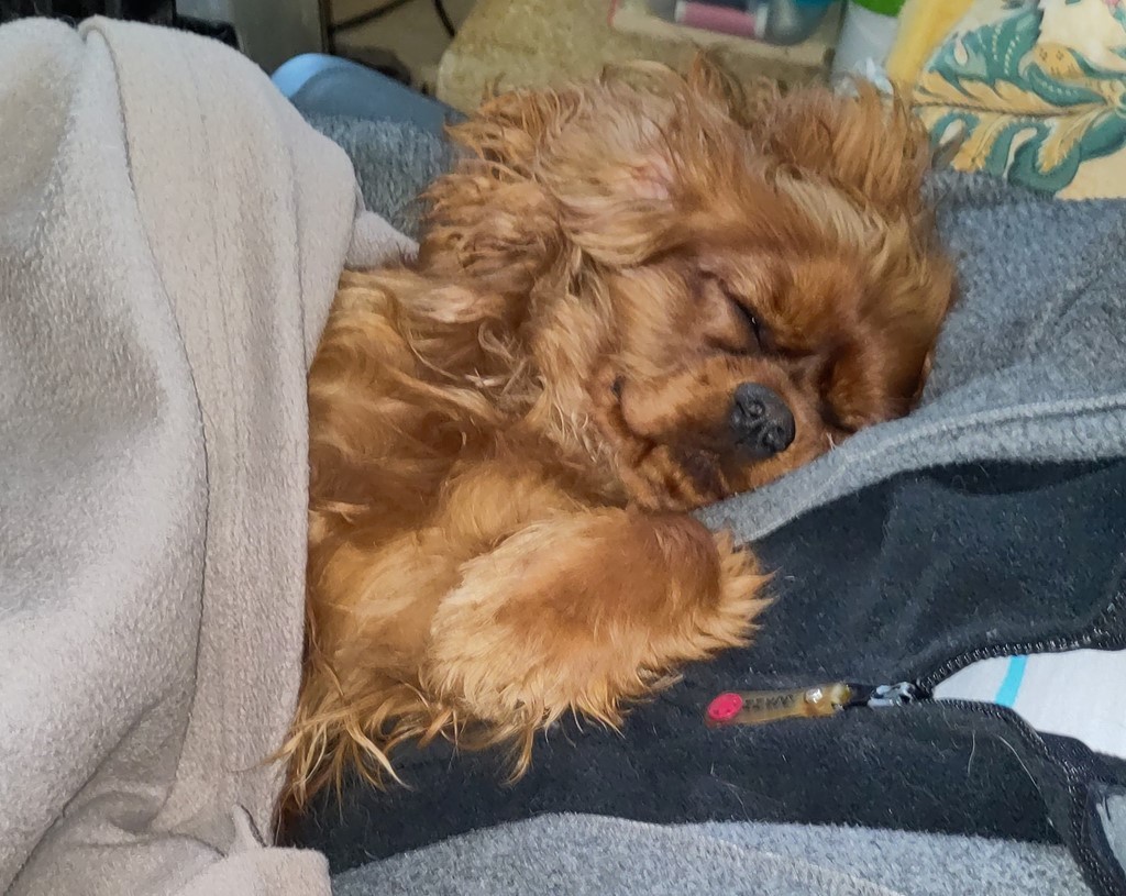 cavalier-king-charles dort sur son maître