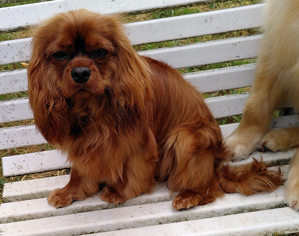 cavalier-king-charles sur un banc